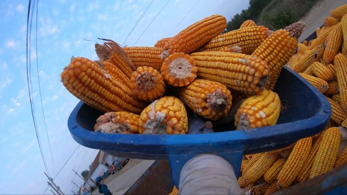 农业收玉米