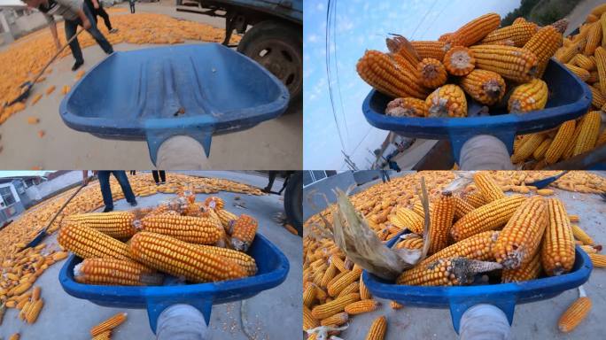 农业收玉米