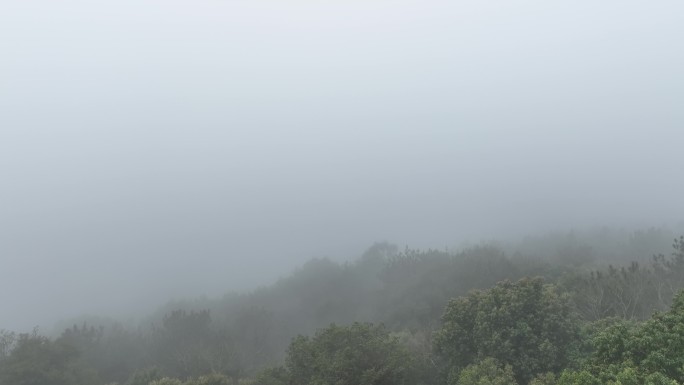 雾天树木树枝阴天树林雨天森林山间云雾缭绕