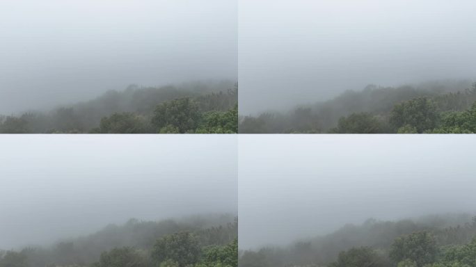 雾天树木树枝阴天树林雨天森林山间云雾缭绕