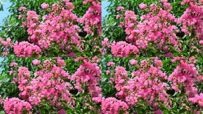 美丽粉色的植物花朵紫薇花痒痒树
