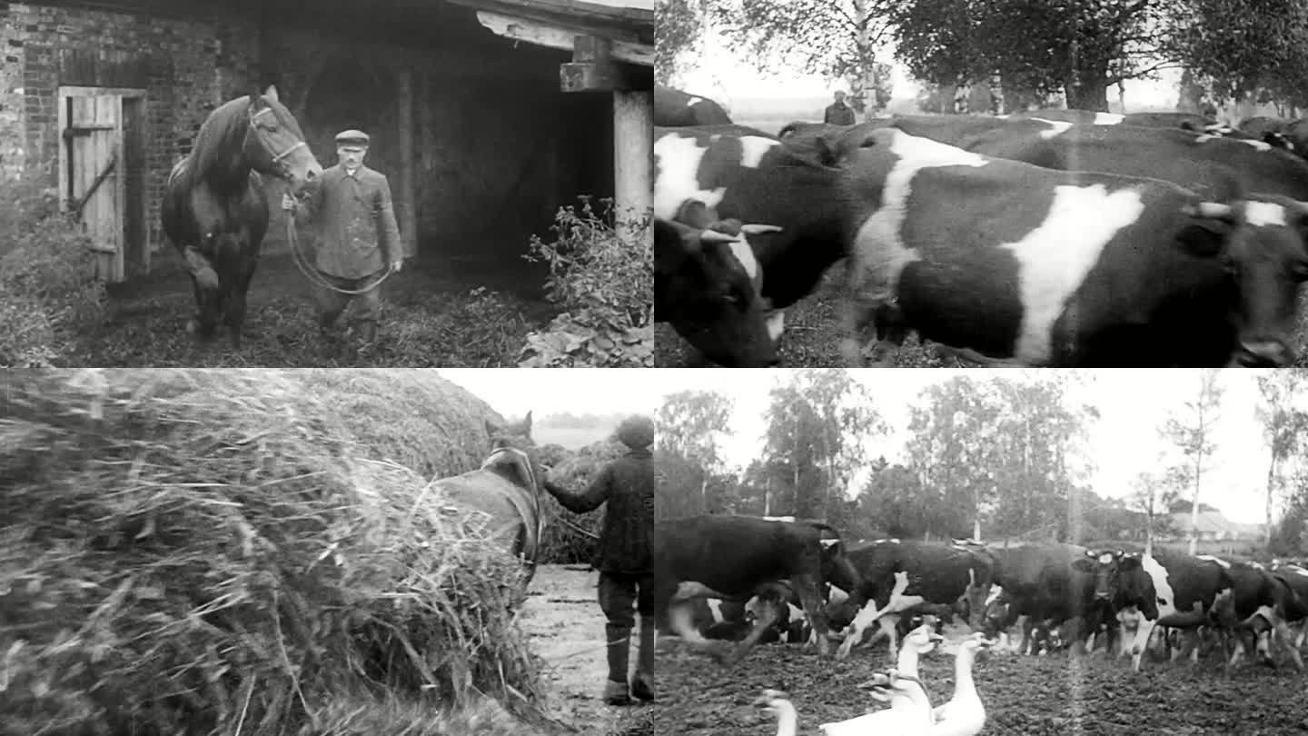 20年代俄罗斯移民开发满洲里牧场奶牛牧场