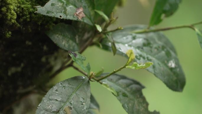 雨天的野茶