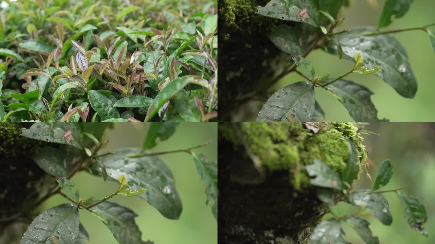 雨天的野茶