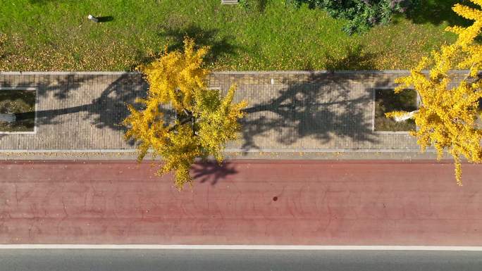 道路旁的银杏树