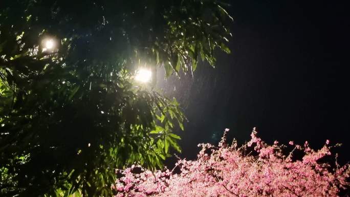 夜间大雨下雨雨丝雨景唯美雨季 绿树雨景