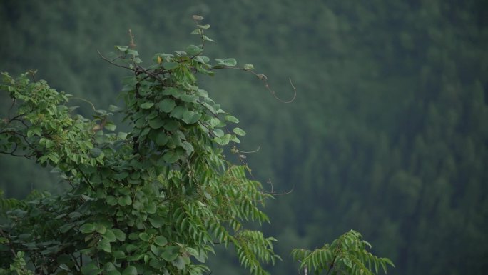 湖北鹤峰环境