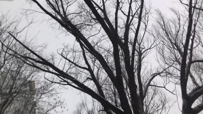 冬季 绿地 大树 雪花 飘落 视频