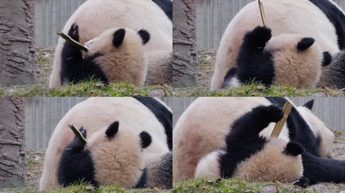 小熊猫