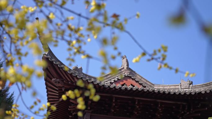 杭州钱王祠梅花