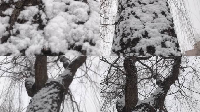 大树 树干 树杈 落雪 雪景