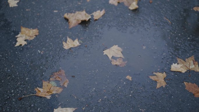 地上的落叶和水