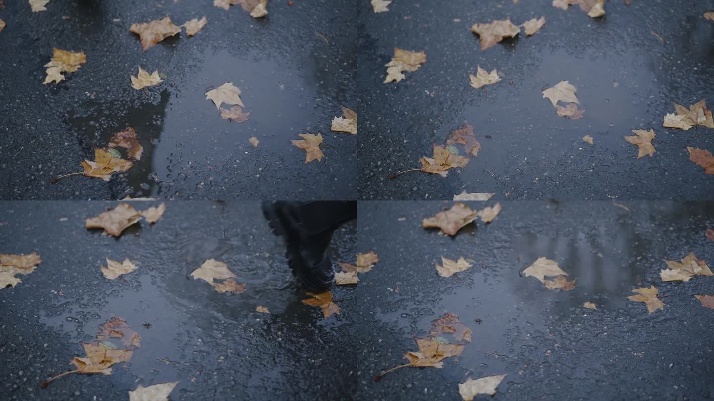 地上的落叶和水