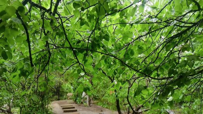 【原创】雨景 下雨 树叶 树林 下雨天