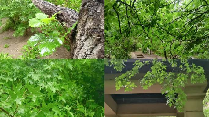 【原创】雨景 下雨 树叶 树林 下雨天