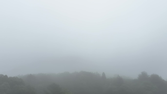 雾天树枝树木阴天树林雨天森林山间云雾缭绕