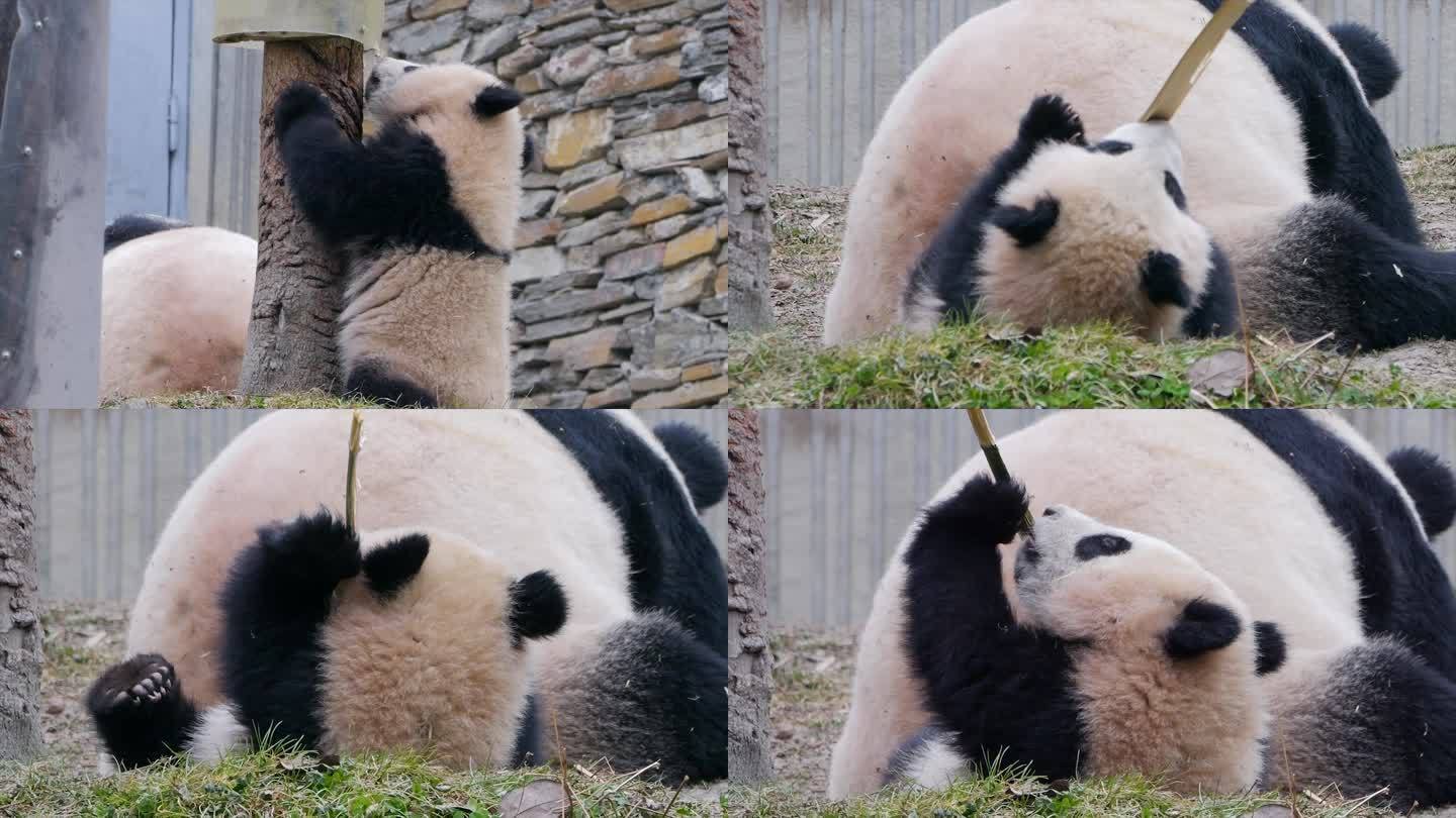 小熊猫玩耍