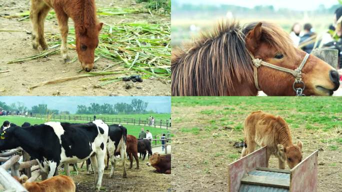 重庆广阳岛牧场的马驹奶牛牛群