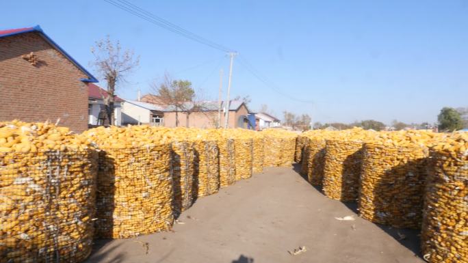 粮食 玉米 储存粮食 地趴粮 粮囤 丰收