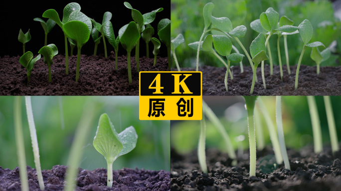 发芽生长发芽 春雨 下雨 滋润大地