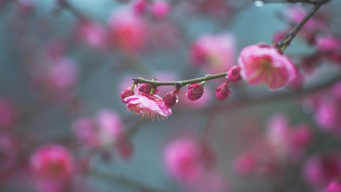 4k雨中的红梅花