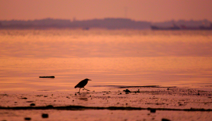清晨海岸边孤独行走的小鸟
