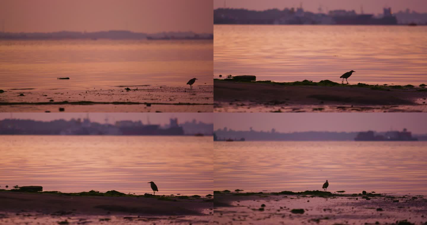 清晨海岸边孤独行走的小鸟
