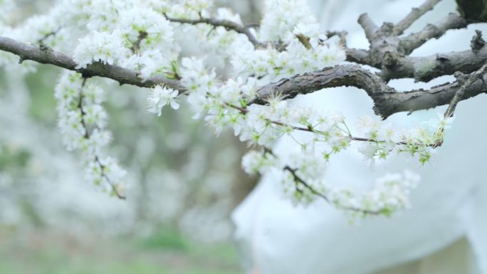 走过李花伤感身影