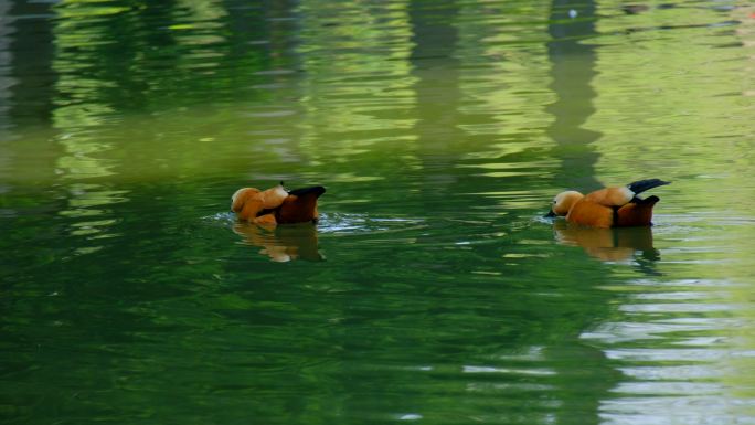 池塘里游泳的赤麻鸭