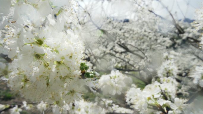 镜头穿过李花特写