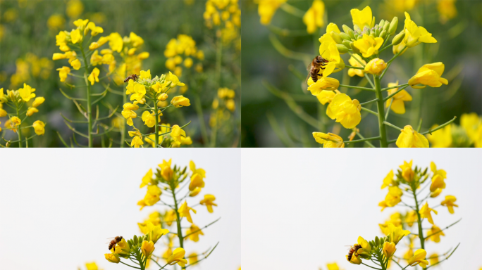 宜宾南溪油菜花多角度素材合集4K