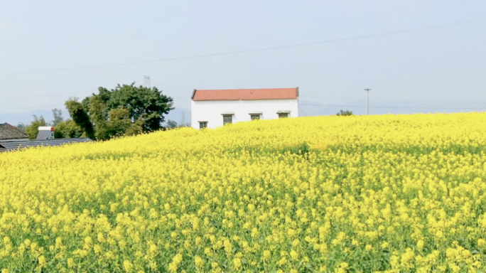 宜宾南溪油菜花多角度素材合集4K