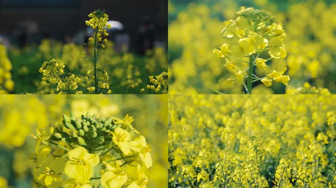 观赏油菜花开