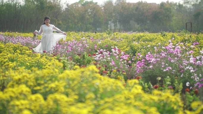 高清4k拍摄   菊花园