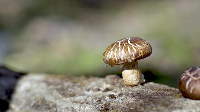 4K电影机升格实拍树林中野生香菇