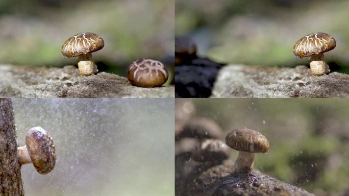 4K电影机升格实拍树林中野生香菇