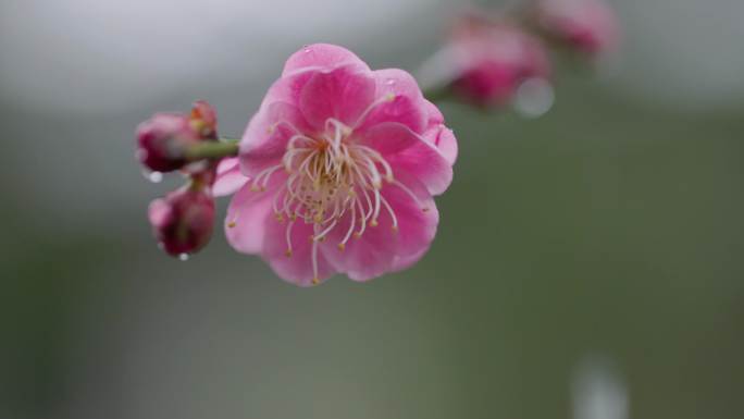 春天雨中梅花含苞欲放