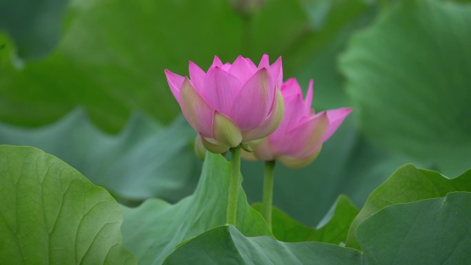 荷花 夏季风景