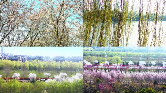 高清4k拍摄早春园林景观