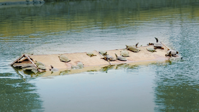 池塘散养乌龟王八