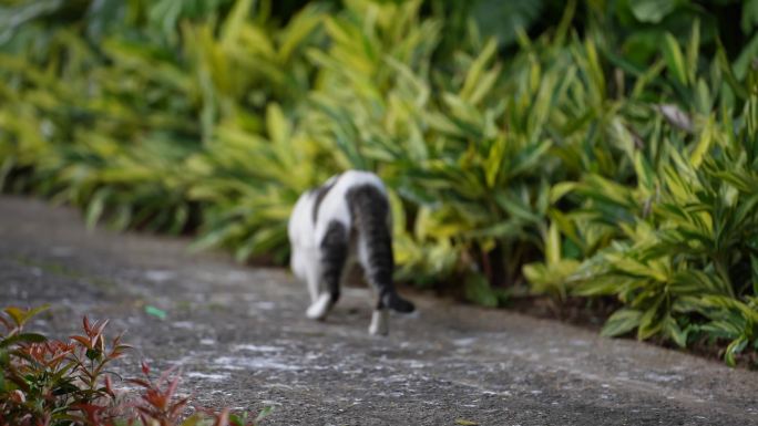 小流浪猫