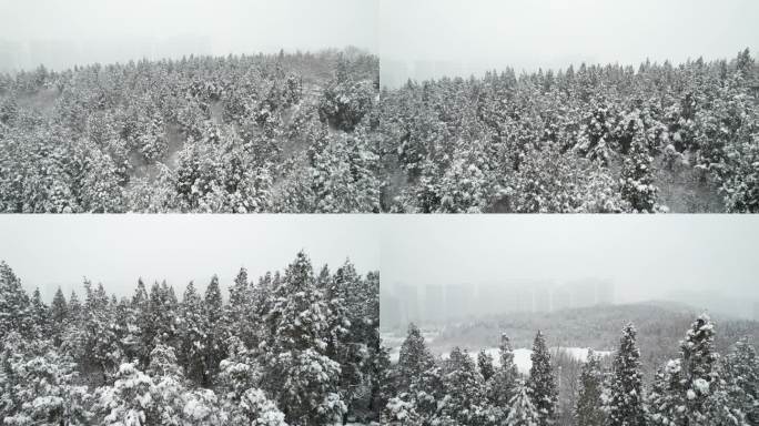 4K航拍高清雪松视频9