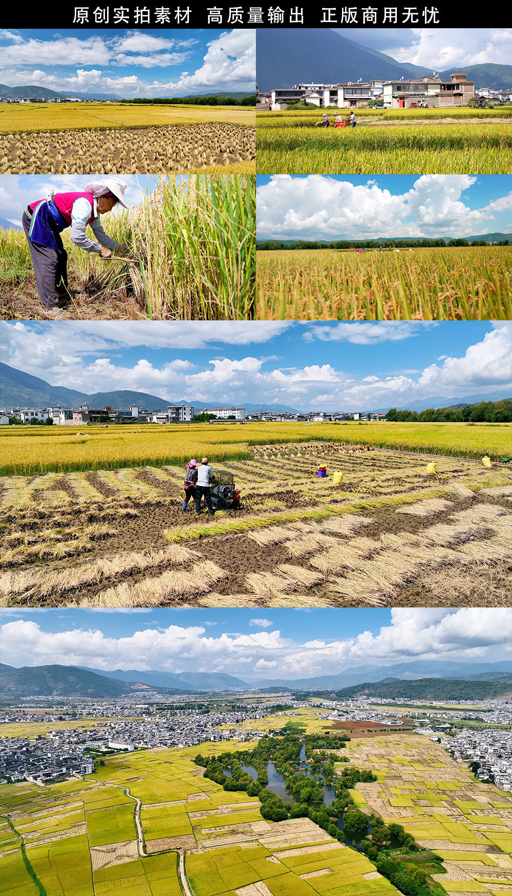 农民在田里收割稻谷