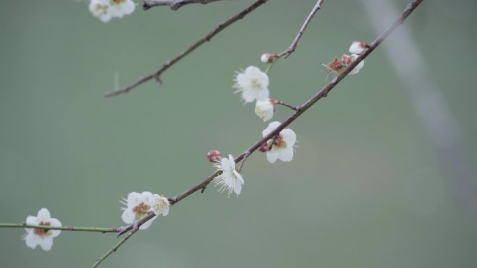 4K白色梅花廉洁冬季小寒坚毅清香似雪8