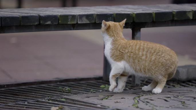慢动作升格视频|公园里的流浪猫咪