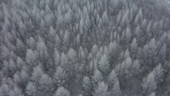 【1080】承德塞罕坝雾凇雪景