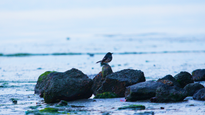 海边石头上孤独的小鸟