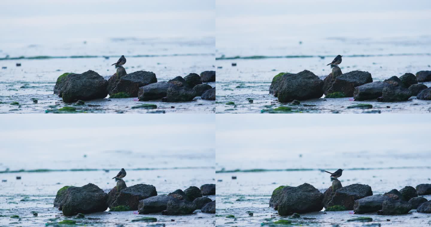 海边石头上孤独的小鸟