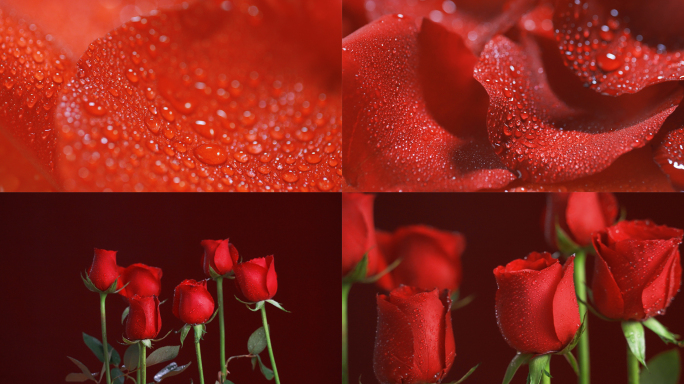 【4K】红玫瑰水珠唯美实拍