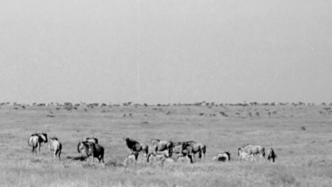 30年代非洲大草原好望角沙漠野生动物